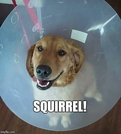 SQUIRREL! | image tagged in squirrel | made w/ Imgflip meme maker