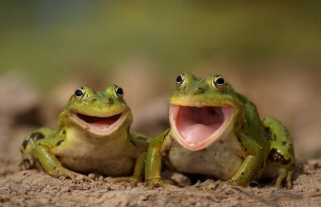 High Quality two happy frogs  Blank Meme Template