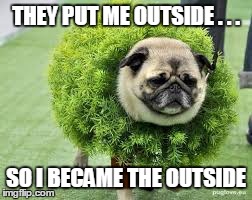 puggz | THEY PUT ME OUTSIDE . . . SO I BECAME THE OUTSIDE | image tagged in puggle | made w/ Imgflip meme maker