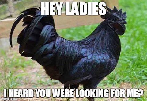 HEY LADIES I HEARD YOU WERE LOOKING FOR ME? | image tagged in funny memes,memes | made w/ Imgflip meme maker
