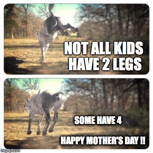 NOT ALL KIDS HAVE 2 LEGS SOME HAVE 4                         HAPPY MOTHER'S DAY !! | image tagged in 4legs | made w/ Imgflip meme maker