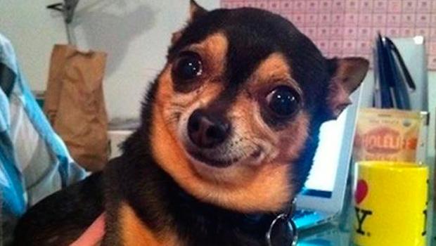 cachorro_meme Blank Meme Template