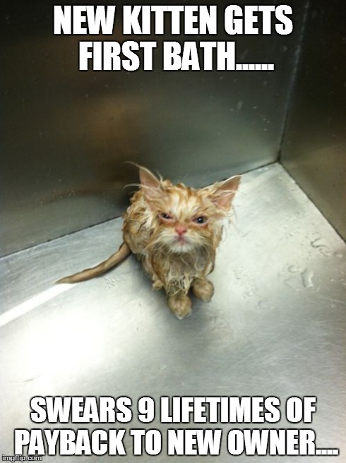 Kill You Cat Meme | NEW KITTEN GETS FIRST BATH...... SWEARS 9 LIFETIMES OF PAYBACK TO NEW OWNER.... | image tagged in memes,kill you cat | made w/ Imgflip meme maker