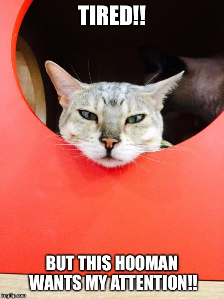 TIRED!! BUT THIS HOOMAN WANTS MY ATTENTION!! | image tagged in looking | made w/ Imgflip meme maker