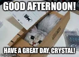 Cute Kittens | GOOD AFTERNOON! HAVE A GREAT DAY, CRYSTAL! | image tagged in cute kittens | made w/ Imgflip meme maker