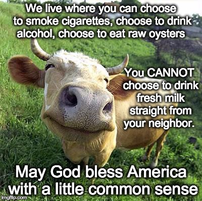 Cow | We live where you can choose to smoke cigarettes, choose to drink alcohol, choose to eat raw oysters May God bless America with a little com | image tagged in cow | made w/ Imgflip meme maker