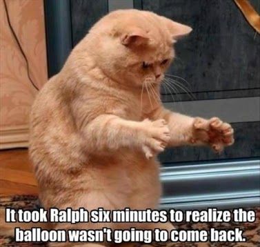 Ralph... | image tagged in animals,cats,funny