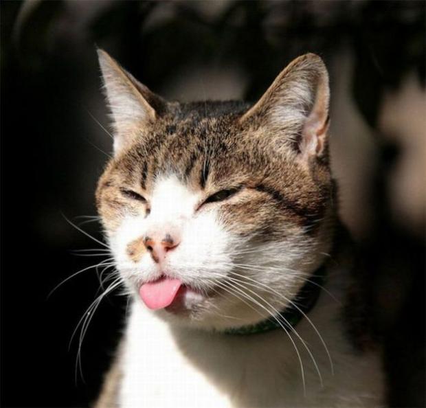 Tongue out cat Blank Meme Template
