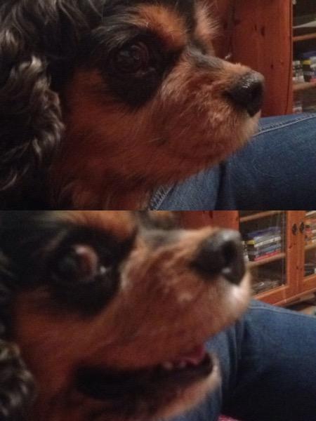 High Quality dumb dog Blank Meme Template