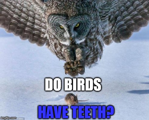 DO BIRDS HAVE TEETH? | made w/ Imgflip meme maker