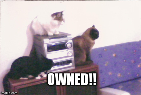microsystem owned by cats... | OWNED!! | image tagged in microsystem owned by cats | made w/ Imgflip meme maker
