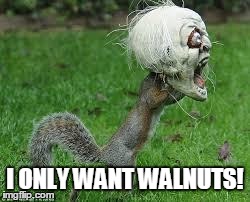 I ONLY WANT WALNUTS! | image tagged in only nuts i say | made w/ Imgflip meme maker