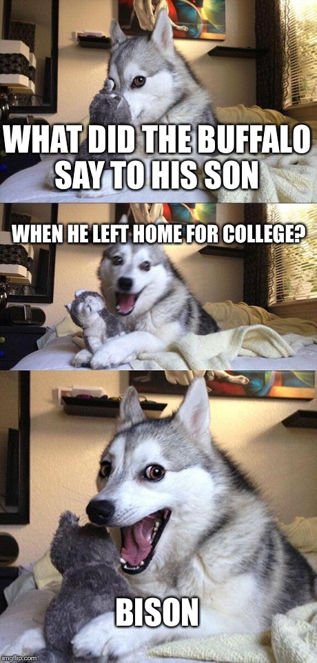 Bad Pun Dog | WHAT DID THE BUFFALO SAY TO HIS SON WHEN HE LEFT HOME FOR COLLEGE? BISON | image tagged in memes,bad pun dog | made w/ Imgflip meme maker