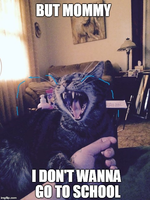 Crying Cat | BUT MOMMY I DON'T WANNA GO TO SCHOOL | image tagged in cats,school,crying,cute,funny,memes | made w/ Imgflip meme maker