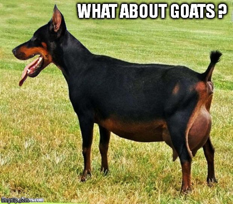 Doberman-Goat | WHAT ABOUT GOATS ? | image tagged in doberman-goat | made w/ Imgflip meme maker