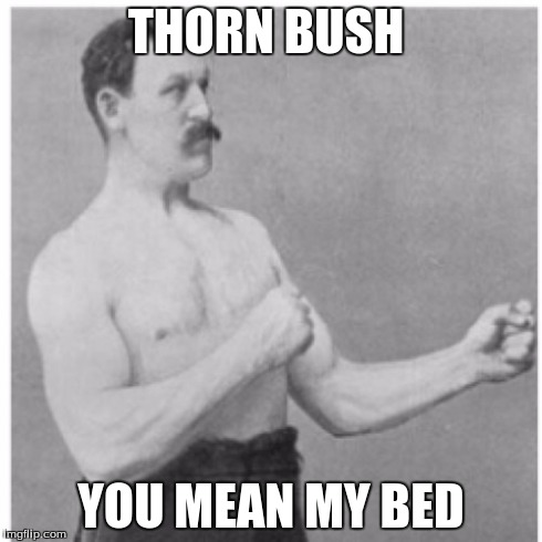 Overly Manly Man | THORN BUSH YOU MEAN MY BED | image tagged in memes,overly manly man | made w/ Imgflip meme maker