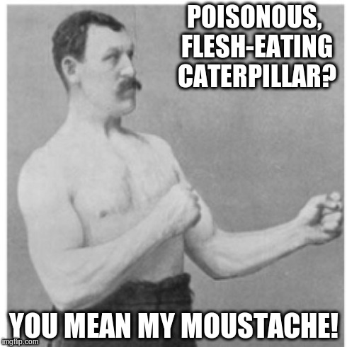 Bought it from an illegal animal dealer. Thought it looked bully. | POISONOUS, FLESH-EATING CATERPILLAR? YOU MEAN MY MOUSTACHE! | image tagged in memes,overly manly man | made w/ Imgflip meme maker