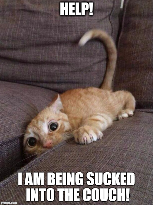 Sucked in | HELP! I AM BEING SUCKED INTO THE COUCH! | image tagged in crazy cat,couch | made w/ Imgflip meme maker