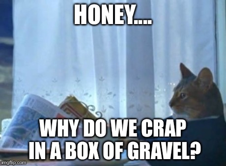 I Should Buy A Boat Cat | HONEY.... WHY DO WE CRAP IN A BOX OF GRAVEL? | image tagged in memes,i should buy a boat cat | made w/ Imgflip meme maker