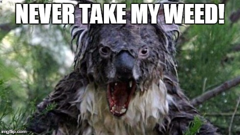 Angry Koala | NEVER TAKE MY WEED! | image tagged in memes,angry koala | made w/ Imgflip meme maker