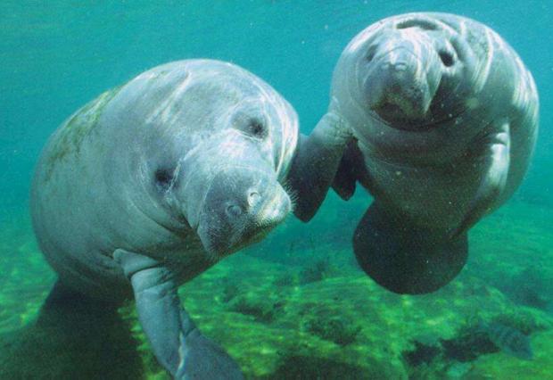 Dancing with Manatees by Faith McNulty