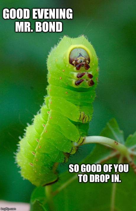 Bond Villain Caterpillar. | GOOD EVENING MR. BOND SO GOOD OF YOU TO DROP IN. | image tagged in james bond | made w/ Imgflip meme maker