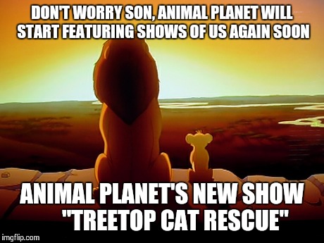 Lion King | DON'T WORRY SON, ANIMAL PLANET WILL START FEATURING SHOWS OF US AGAIN SOON ANIMAL PLANET'S NEW SHOW      "TREETOP CAT RESCUE" | image tagged in memes,lion king | made w/ Imgflip meme maker