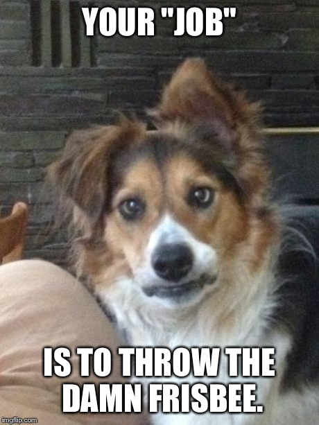 YOUR "JOB" IS TO THROW THE DAMN FRISBEE. | image tagged in incredulousshepherd | made w/ Imgflip meme maker