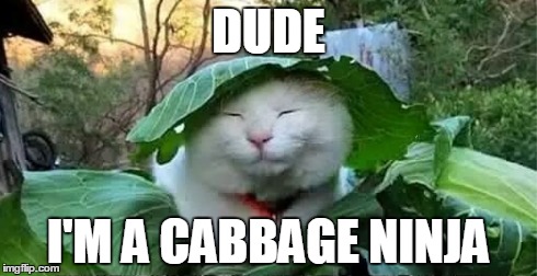 DUDE I'M A CABBAGE NINJA | image tagged in cats,memes | made w/ Imgflip meme maker