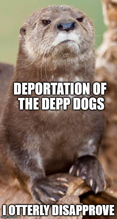 Disapproving Otter | DEPORTATION OF THE DEPP DOGS I OTTERLY DISAPPROVE | image tagged in disapproving otter | made w/ Imgflip meme maker