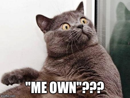 surprised cat | "ME OWN"??? | image tagged in surprised cat | made w/ Imgflip meme maker