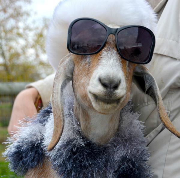 High Quality goat with shades  Blank Meme Template