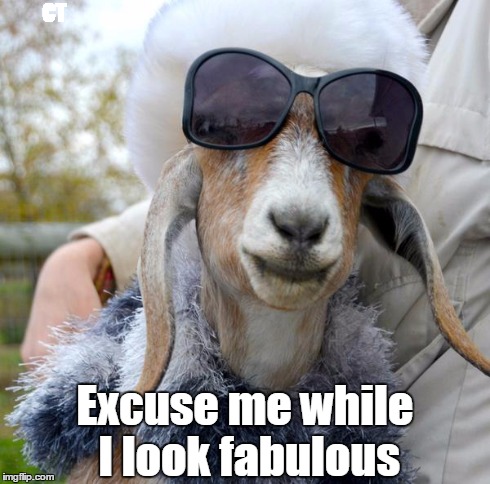 goat with shades  | CT Excuse me while I lookfabulous | image tagged in goat with shades | made w/ Imgflip meme maker