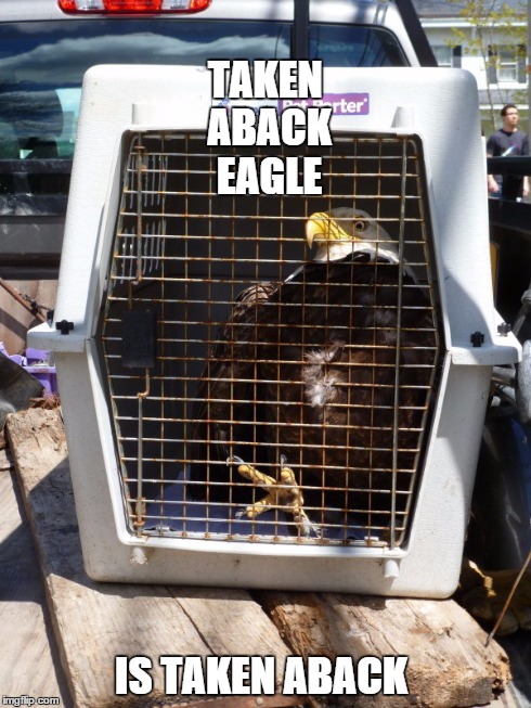 TAKEN ABACK EAGLE IS TAKEN ABACK | image tagged in eagle | made w/ Imgflip meme maker