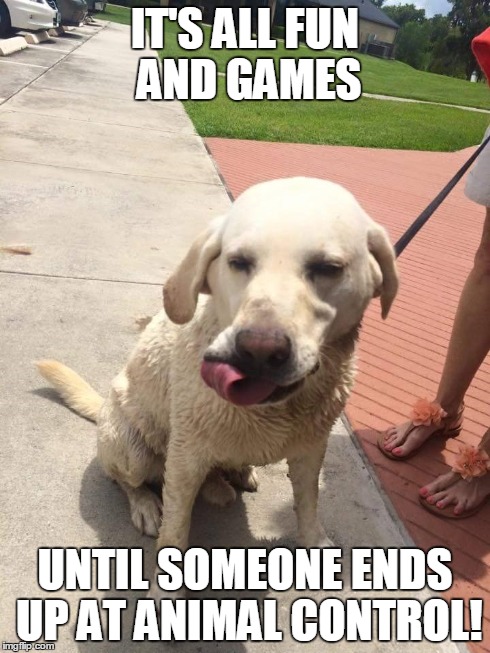 IT'S ALL FUN AND GAMES UNTIL SOMEONE ENDS UP AT ANIMAL CONTROL! | image tagged in lab,animal control | made w/ Imgflip meme maker