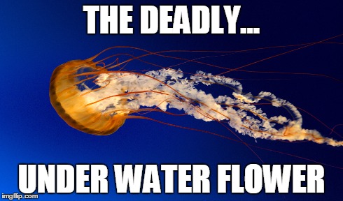 Jellyfishycute little killing thing | THE DEADLY... UNDER WATER FLOWER | image tagged in jellyfish | made w/ Imgflip meme maker