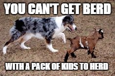 YOU CAN'T GET BERD WITH A PACK OF KIDS TO HERD | made w/ Imgflip meme maker
