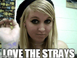 We are the strays | image tagged in gifs,sleeping with sirens | made w/ Imgflip images-to-gif maker