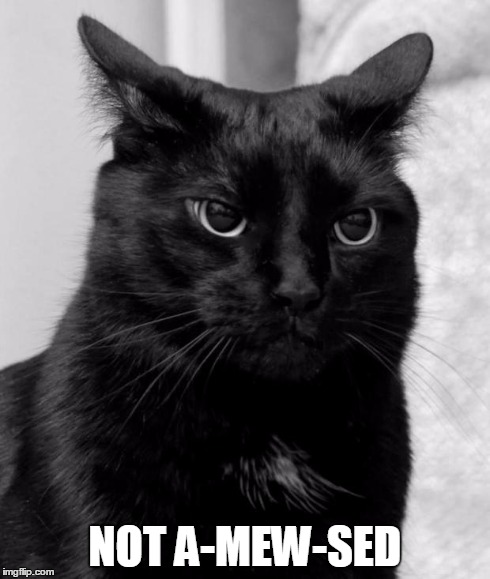 Black cat pissed | NOT A-MEW-SED | image tagged in black cat pissed | made w/ Imgflip meme maker