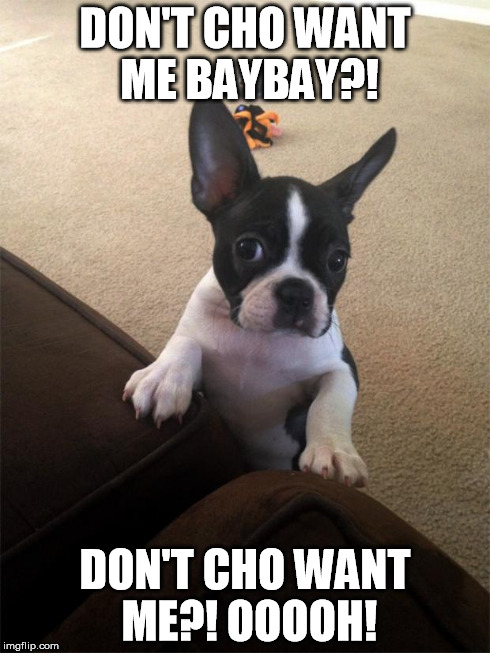 DON'T CHO WANT ME BAYBAY?! DON'T CHO WANT ME?! OOOOH! | image tagged in baybay | made w/ Imgflip meme maker
