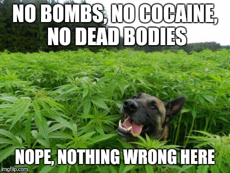 weed policedog | NO BOMBS, NO COCAINE, NO DEAD BODIES NOPE, NOTHING WRONG HERE | image tagged in weed policedog | made w/ Imgflip meme maker