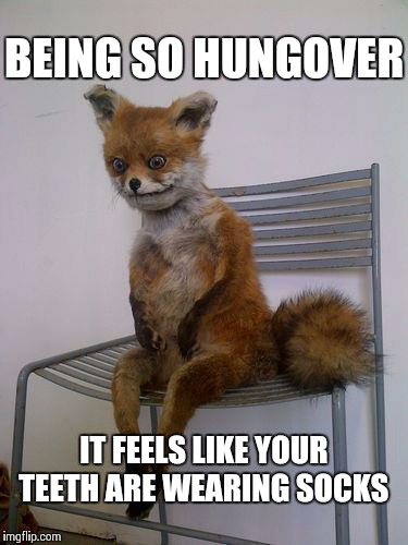 Hungoverfox | BEING SO HUNGOVER IT FEELS LIKE YOUR TEETH ARE WEARING SOCKS | image tagged in hungoverfox | made w/ Imgflip meme maker