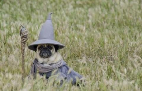 Pug In Wizard Hat