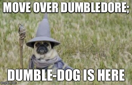 Wizard Pug | MOVE OVER DUMBLEDORE; DUMBLE-DOG IS HERE | image tagged in wizard pug | made w/ Imgflip meme maker