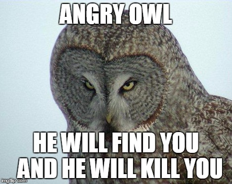 Angry Owl | ANGRY OWL HE WILL FIND YOU 
AND HE WILL KILL YOU | image tagged in angry owl | made w/ Imgflip meme maker