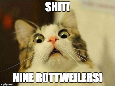 Scared Cat | SHIT! NINE ROTTWEILERS! | image tagged in memes,scared cat | made w/ Imgflip meme maker