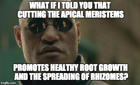 Matrix Morpheus Meme | WHAT IF I TOLD YOU THAT CUTTING THE APICAL MERISTEMS PROMOTES HEALTHY ROOT GROWTH AND THE SPREADING OF RHIZOMES? | image tagged in memes,matrix morpheus | made w/ Imgflip meme maker