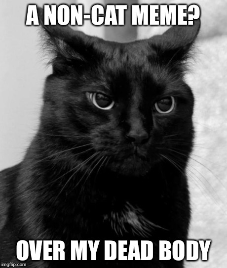 pissed cat | A NON-CAT MEME? OVER MY DEAD BODY | image tagged in pissed cat | made w/ Imgflip meme maker