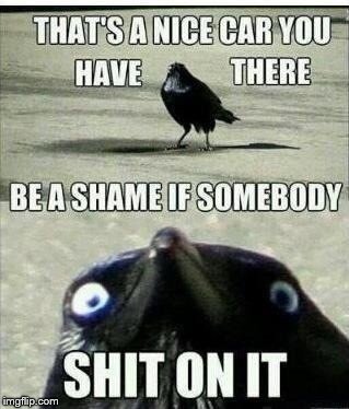 I can't stop laughing XD | RUJFGUHJR | image tagged in shit,bird,memes,seagull,car,lol | made w/ Imgflip meme maker