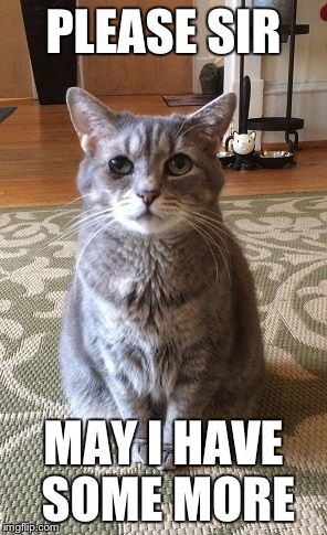 Emme | PLEASE SIR MAY I HAVE SOME MORE | image tagged in sad cat | made w/ Imgflip meme maker
